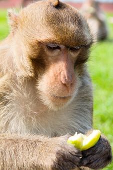Portrait Image Of Long-tailed Macaque Stock Photography Portrait Image Of Long-tailed Macaque Stock Photography