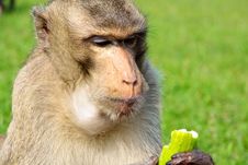 Long-tailed Macaque Stock Images