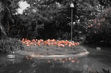 Pink Flamingos Royalty Free Stock Images Pink Flamingos Royalty Free Stock Images