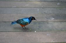 Superb Starling Stock Photo