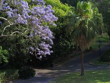 Jacaranda Tree In Bloom In Park Stock Photo Jacaranda Tree In Bloom In Park Stock Photo