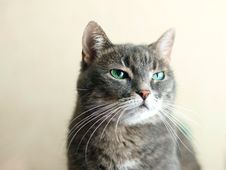 Grey Cat Looking With Scorn Stock Photography