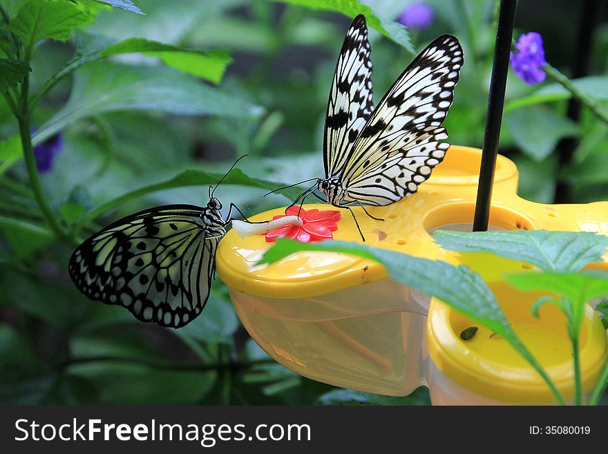 Two tropical butterflies on the feeder. Two tropical butterflies on the feeder