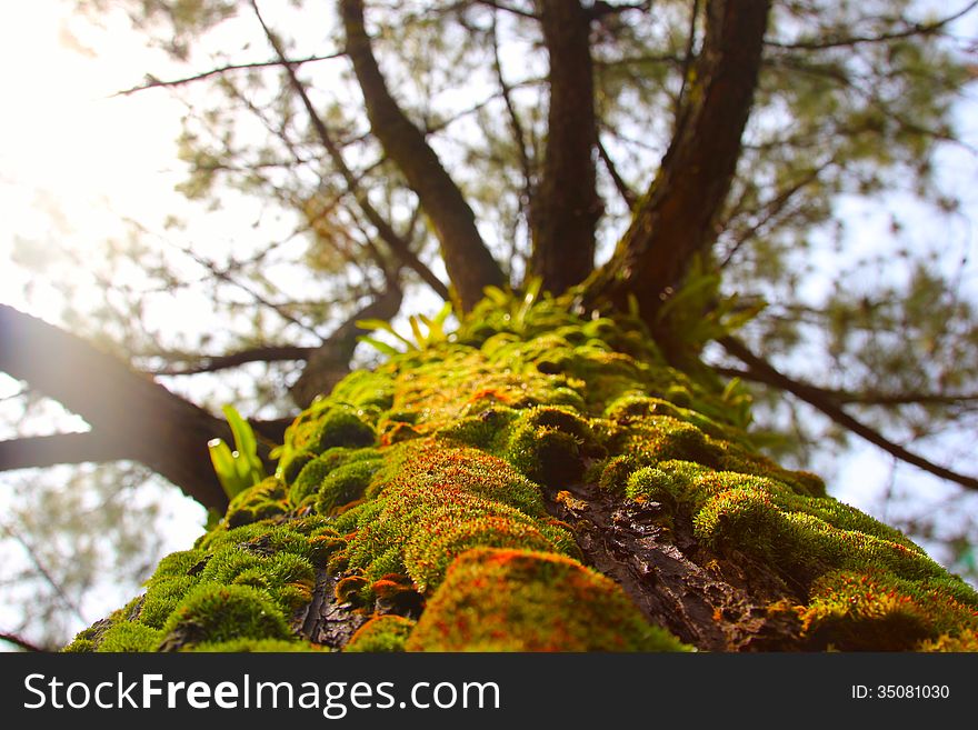 Live moss on a tree trunk