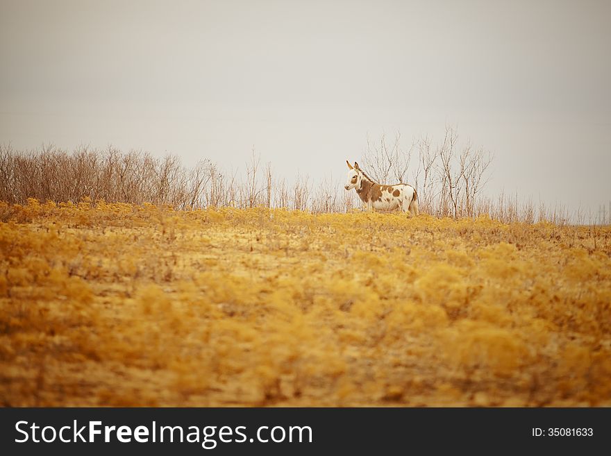 Miniature Donkey Atop A Hill