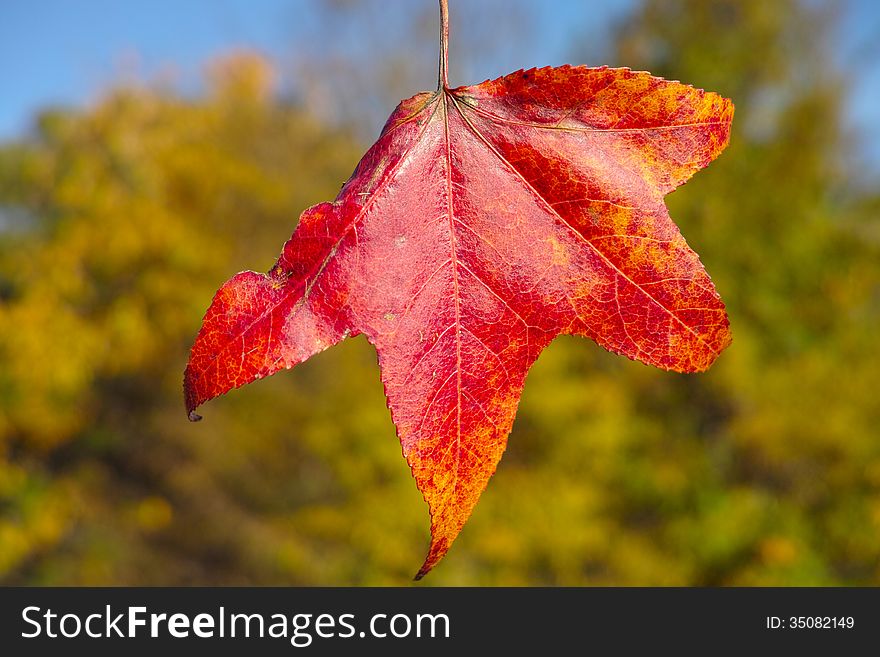 Beautiful fall colors mark the beginning of Autumn. Beautiful fall colors mark the beginning of Autumn.