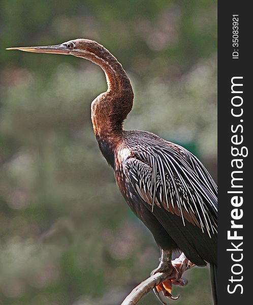 Anhinga Waterbird Profile Pose In Sunshine