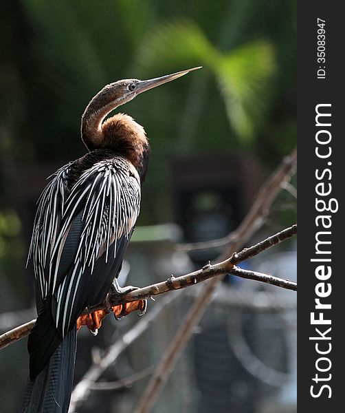 Anhinga Waterbird Profile Pose In Sunshine