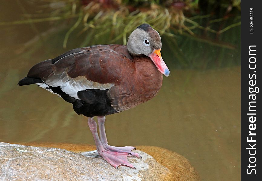 Cute Whistling Duck Standing On Rock In Pond