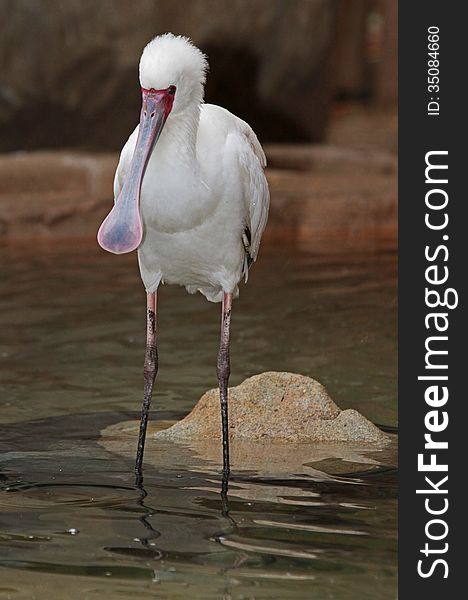 White spoonbill bird Standing in clear water