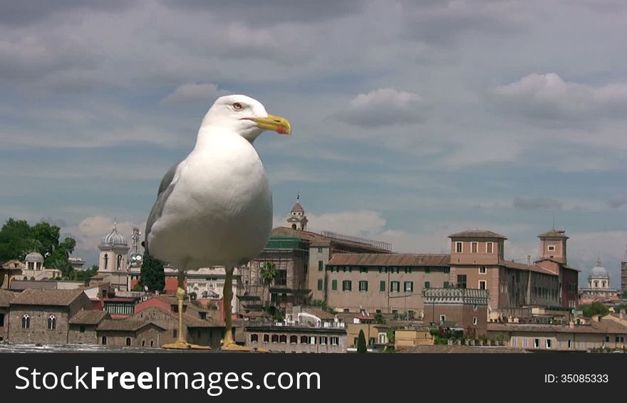 Day. Sunny but the sky storm clouds gather. Against the background of the old city (Venice) is a seagull close up. Seagull turns his head and opens his beak. Day. Sunny but the sky storm clouds gather. Against the background of the old city (Venice) is a seagull close up. Seagull turns his head and opens his beak