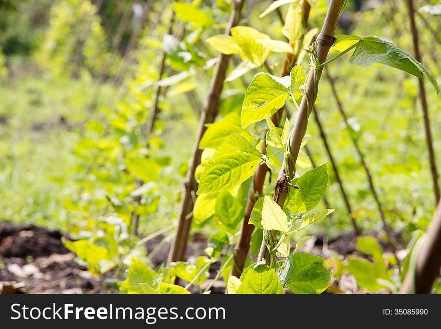 Close up image of Yardlong bean farm