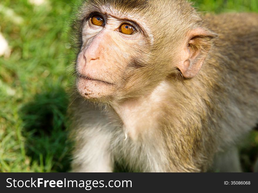 Portrait image of Long-tailed macaque