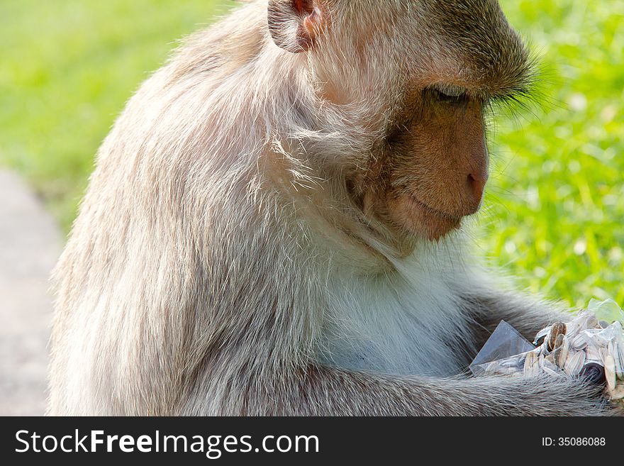 Portrait of Long-tailed macaque