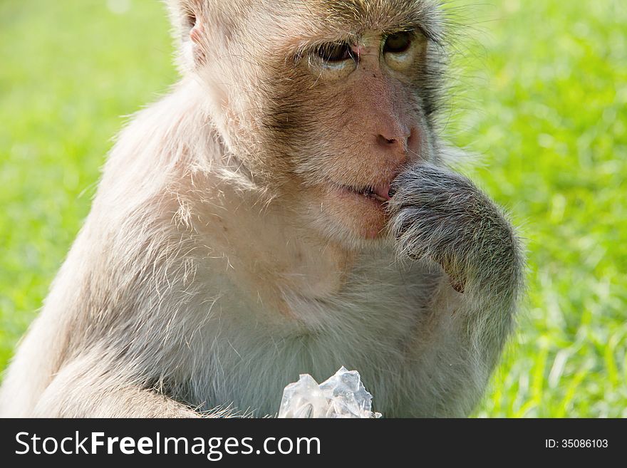 Portrait of Long-tailed macaque, eating sunflower seed