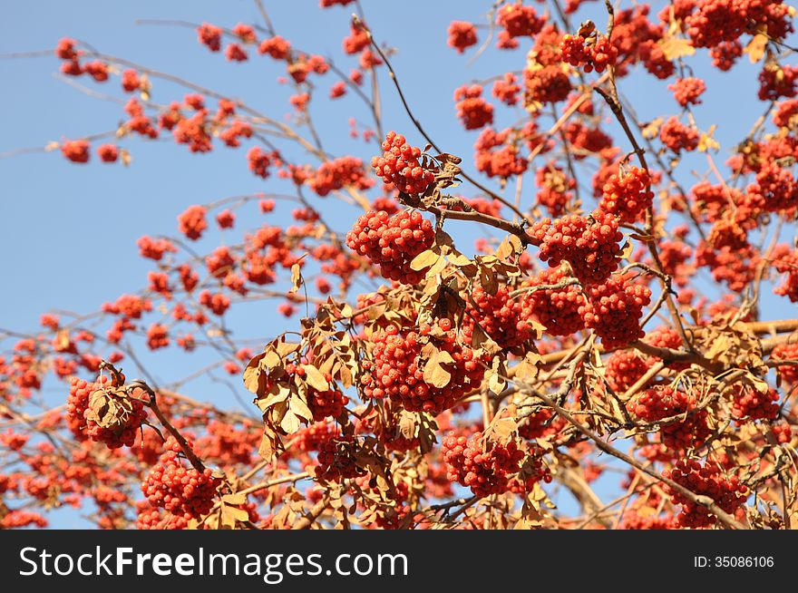 Rowan berry in the late autumn on a background of blue sky is beautiful