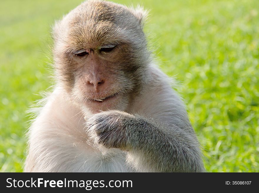 Portrait of Long-tailed macaque, eating sunflower seed