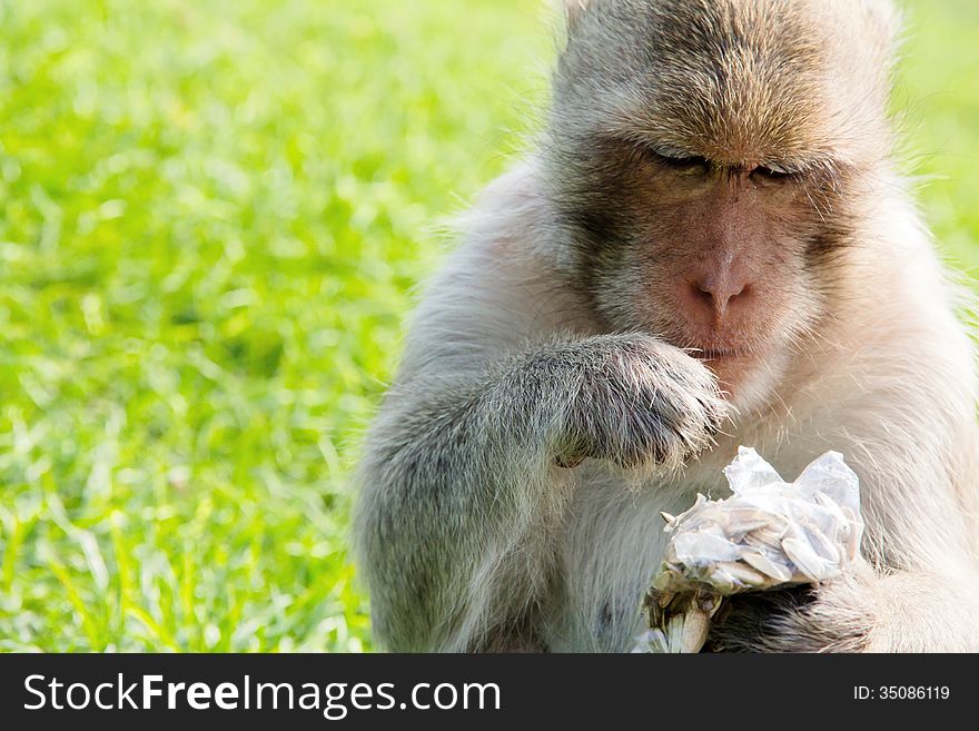 Portrait of Long-tailed macaque, eating sunflower seed