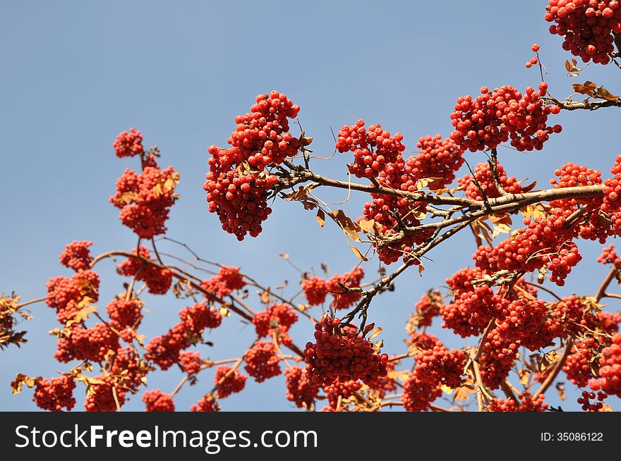 Rowan berry in the late autumn on a background of blue sky is beautiful