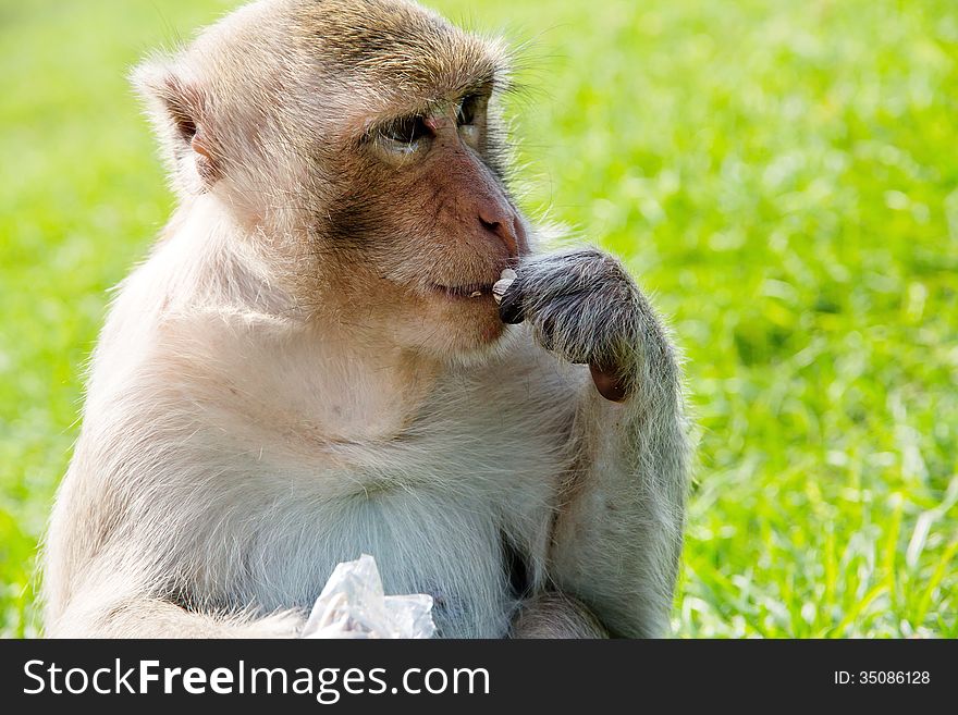 Portrait of Long-tailed macaque