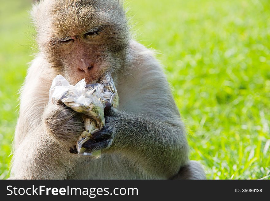 Portrait of Long-tailed macaque