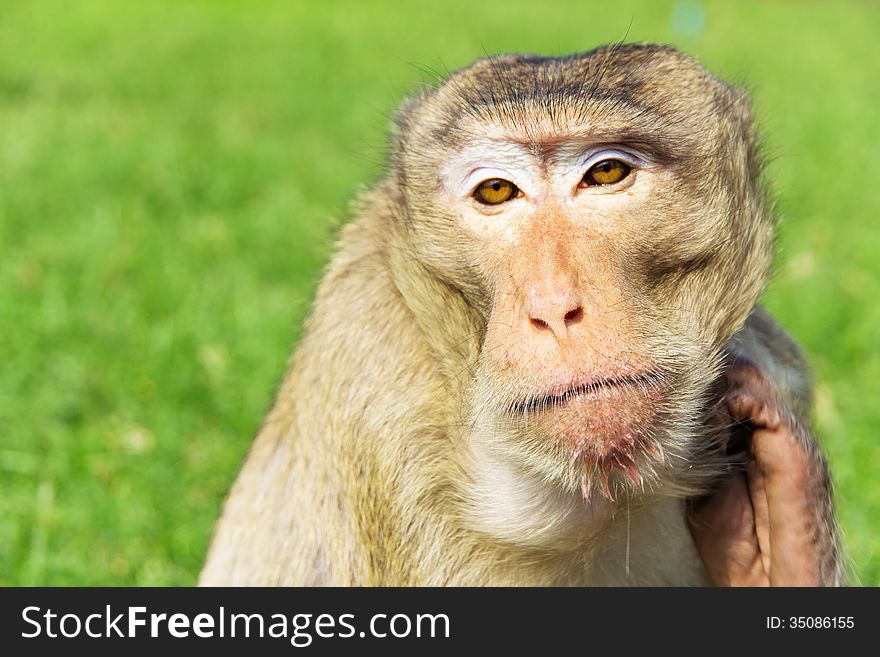 Portrait image of Long-tailed macaque