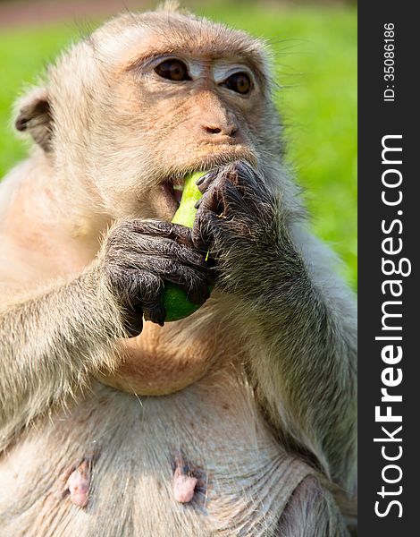 Portrait image of Long-tailed macaque,Eating cucumbers