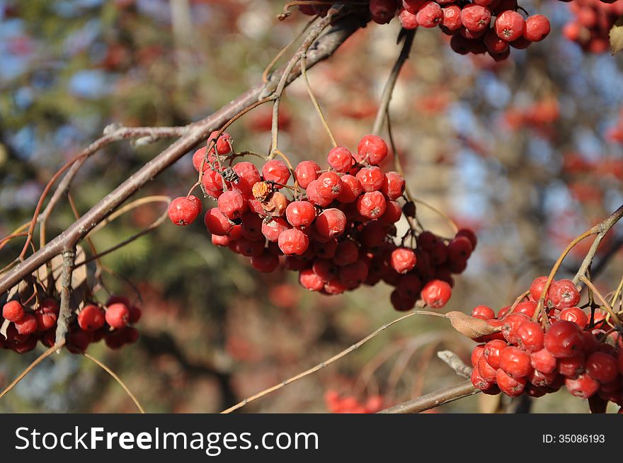 Rowan berry in the late autumn is beautiful and it keeps holding fruits untill spring