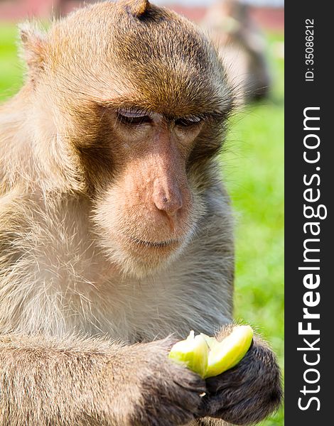 Portrait image of Long-tailed macaque,Eating cucumbers