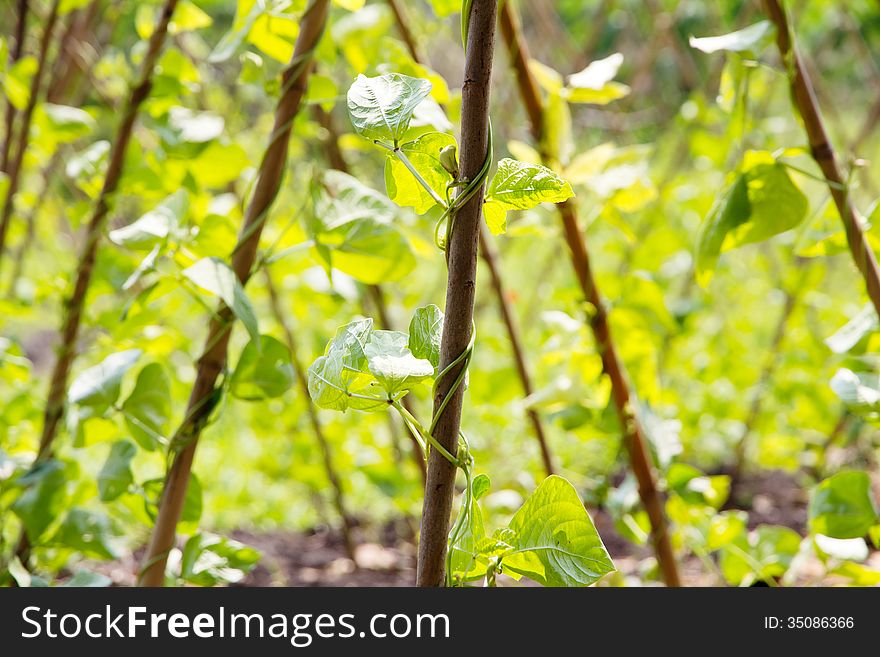 Yardlong Bean Farm