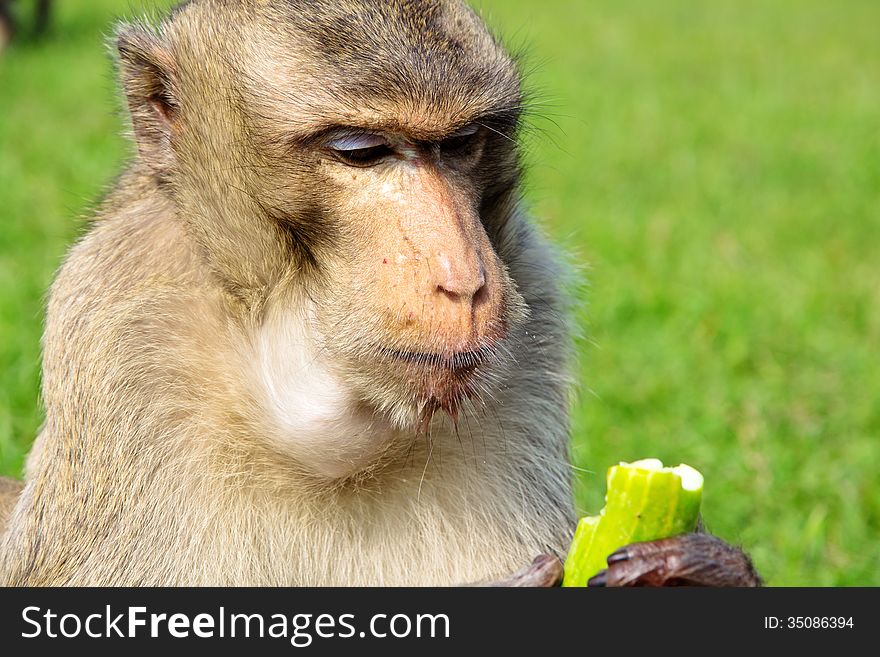 Portrait image of Long-tailed macaque