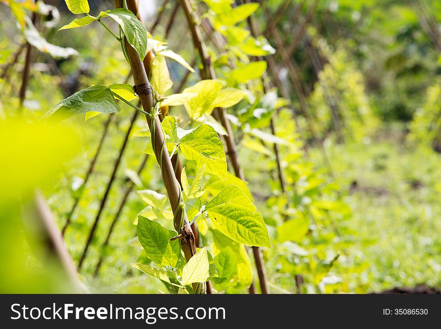 Close up image of Yardlong bean farm