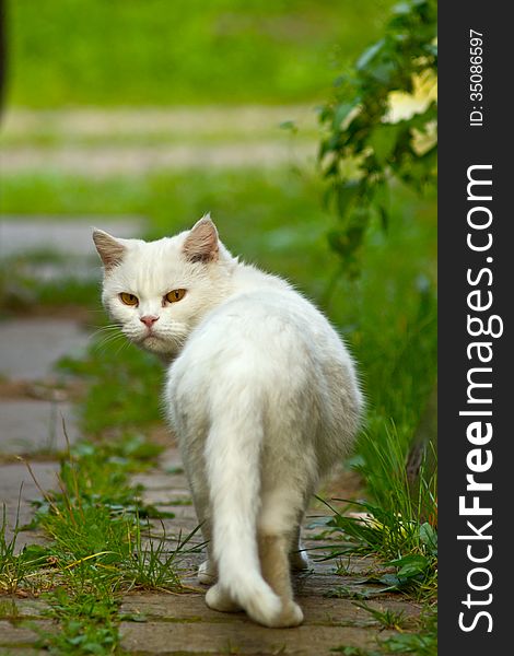 White Cat In Garden