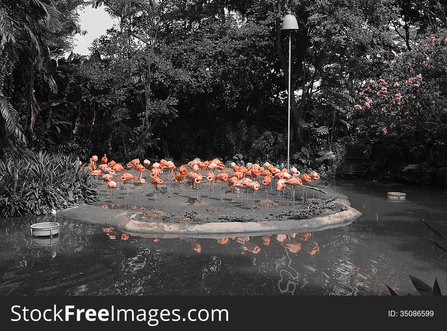 Flamingos or Flamingoes are a type of wading bird in the genus Phoenicopterus (from Greek: φοινικόπτερος, meaning purple wing), the only genus in the family Phoenicopteridae. There are four flamingo species in the Americas and two species in the Old World. Flamingos or Flamingoes are a type of wading bird in the genus Phoenicopterus (from Greek: φοινικόπτερος, meaning purple wing), the only genus in the family Phoenicopteridae. There are four flamingo species in the Americas and two species in the Old World.