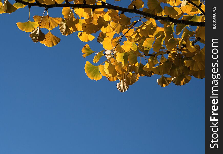 Back Lit Of Ginkgo Biloba Leaves With Blue Sky