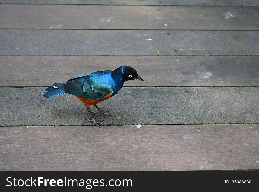 The Superb Starling (Lamprotornis superbus) is a member of the starling family of birds. It can commonly be found in East Africa, including Ethiopia, Somalia, Uganda, Kenya, and Tanzania. Used to be known as Spreo superbus.