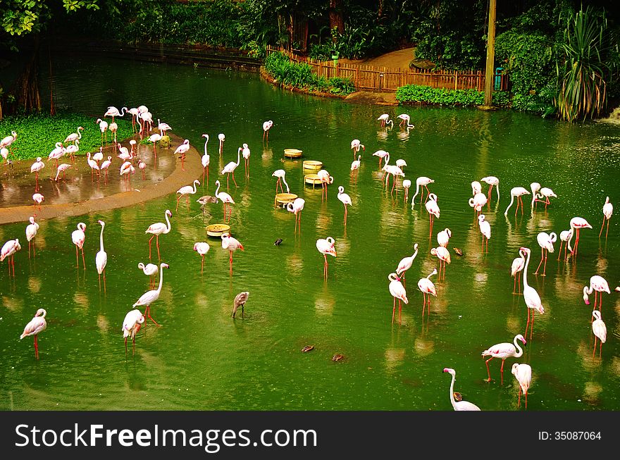 I took this photo at Jurong Bird Park in Singapore in October 2013. I took this photo at Jurong Bird Park in Singapore in October 2013.