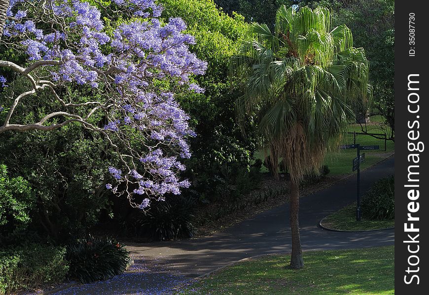 A blooming Jacaranda tree in a park with its purple-blue petals covering the path. In the Royal Botanic Gardens, Sydney, Australia. A blooming Jacaranda tree in a park with its purple-blue petals covering the path. In the Royal Botanic Gardens, Sydney, Australia.