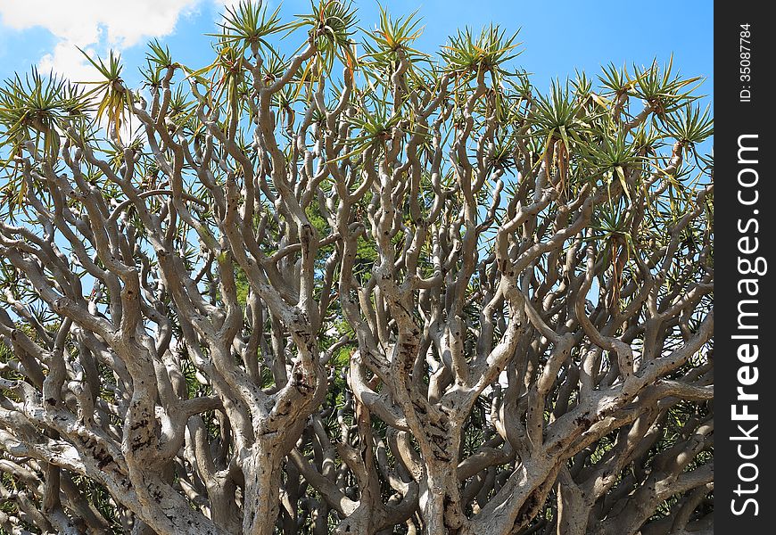 The branches of a Dragon Blood tree. This one is a specimen in the Sydney Botanic Gardens and around a hundred years old. The branches of a Dragon Blood tree. This one is a specimen in the Sydney Botanic Gardens and around a hundred years old.