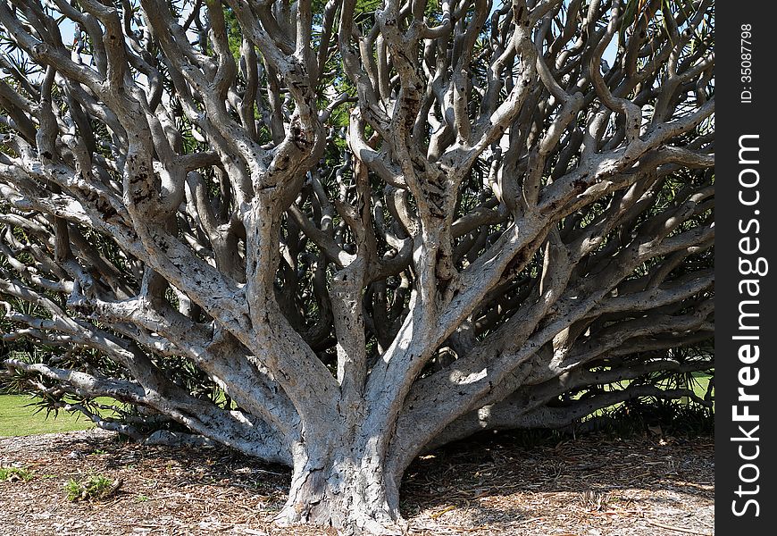 A Dragon Blood tree - a specimen in the Royal Botanic Gardens, Australia, which is around a hundred years old. A Dragon Blood tree - a specimen in the Royal Botanic Gardens, Australia, which is around a hundred years old