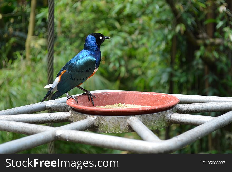 I took this photo in Singapore at Jurong Bird Park. I took this photo in Singapore at Jurong Bird Park.