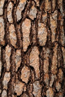 Free Bark Stock Photos - 35090273