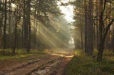 Forest Road. Royalty Free Stock Image Forest Road. Royalty Free Stock Image