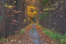 The Road Through The Forest. Royalty Free Stock Photography