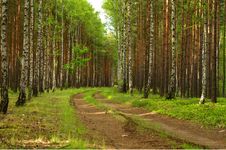 Forest Road. Royalty Free Stock Photos Forest Road. Royalty Free Stock Photos