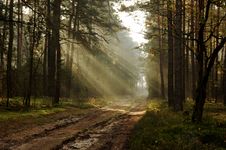 Morning In The Forest. Stock Photos