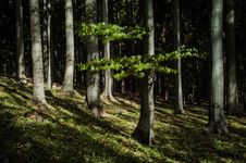 Autumn Beech Tree Stock Photos Autumn Beech Tree Stock Photos