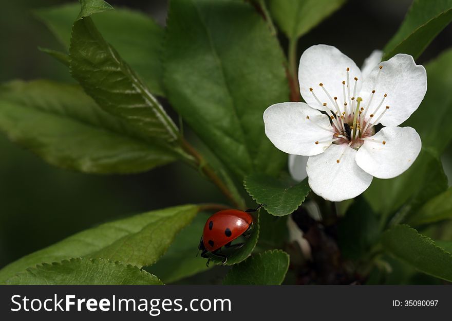 Blooming twig of a fruit tree. Blooming twig of a fruit tree