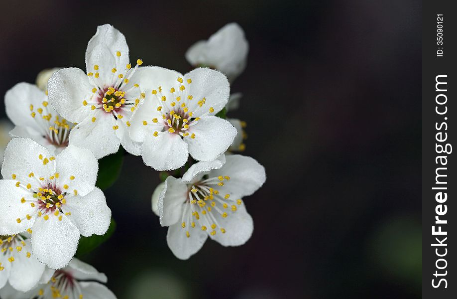 Blooming twig of a fruit tree. Blooming twig of a fruit tree