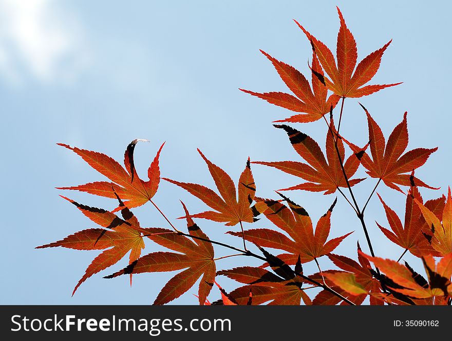 Red maple leaves in the autumn sun